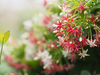 white pink red Flower Combretum indicum Rangoon Creeper Chinese honey Suckle Drunen sailor on blurred of nature background