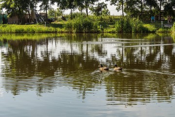 Ducks on the lake