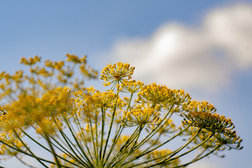 yellow flowers against blue sky
