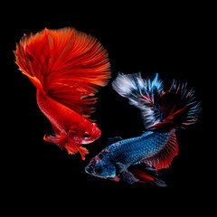 Betta fish Fight in the aquarium