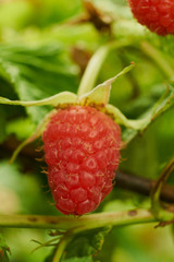 Branch of ripe raspberries in garden. Red sweet berries growing on raspberry bush in fruit garden.