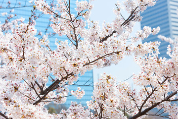 桜とビル
