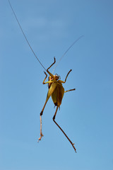 isolated green locust with long legs and antenna