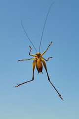 isolated green locust with long legs and antenna