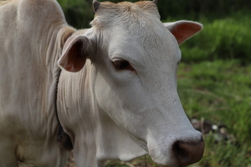 White Cow, India / Sri Lanka, Asia 