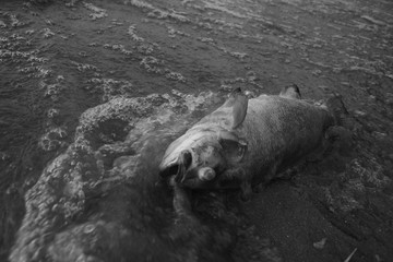 hippopotamus in water