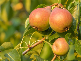 Pear tree with fruits growing in the garden