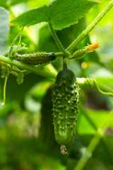 Green cucumbers grow in the garden, summer background. Vegetable growing, agriculture. Small cucumbers with flowers