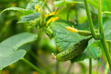Green cucumbers grow in the garden on a special grid. Vegetable growing, agriculture. Small cucumbers with flowers