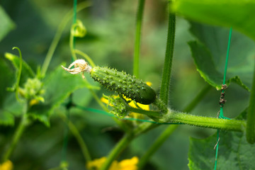 Green cucumbers grow in the garden, summer background. Vegetable growing, agriculture. Small cucumbers with flowers