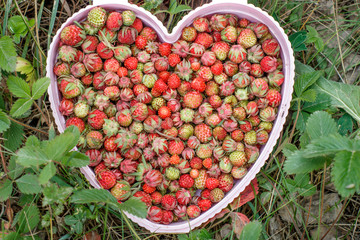 Forest strawberries in a heart shaped bucket