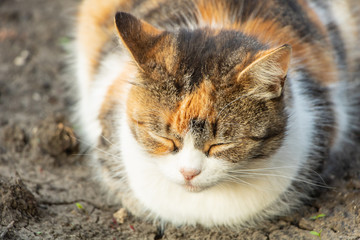 Beautiful three colored cat sleeping close up
