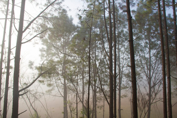 Morning light and mist with forest and branches of pine trees natural background.