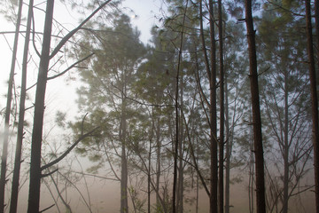 Morning light and mist with forest and branches of pine trees natural background.
