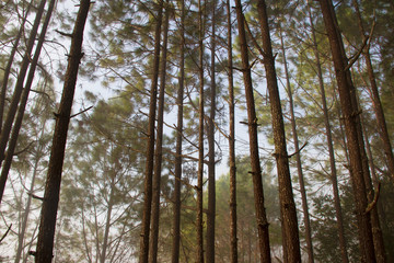 Forest and branches of pine trees with morning mist natural background.