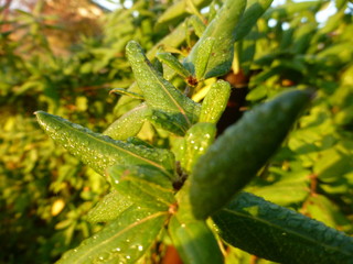 honeysuckle leaves 