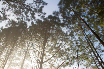 Forest and branches of pine trees with morning mist natural background.