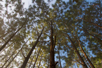 Forest and branches of pine trees with morning mist natural background.