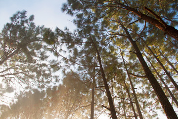 Forest and branches of pine trees with morning mist natural background.