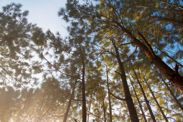 Forest and branches of pine trees with morning mist natural background.