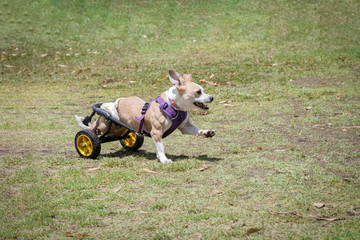 Disabled dog with prosthetic legs playing in the park