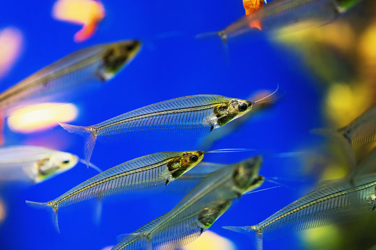 Transparent Indian glass catfish. Kryptopterus bicirrhis