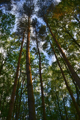 Summer landscape with pines in the forest