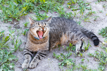 Yawning cat on the background of grass and ground