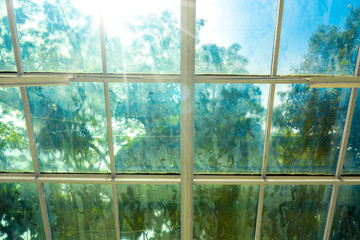 Blurry Dirty Film Coated Windows on Hot Sunny Day with Out of Focus Tree and Garden. Looking Outside from Inside of Green House. Business Leadership Vision Concept.