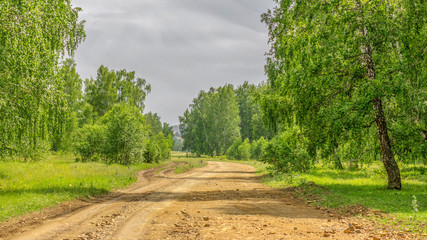 Sunny birch forest. Summer landscape. Country road
