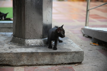 black kitten  walk  and look at you