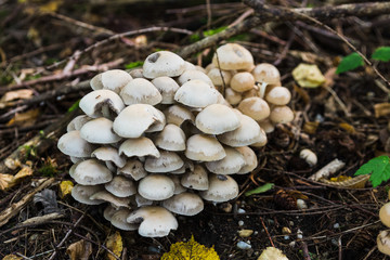 A group of mushrooms in the forest