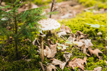 A group of mushrooms in the forest