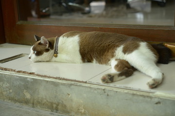 white brown cat sleep on the floor