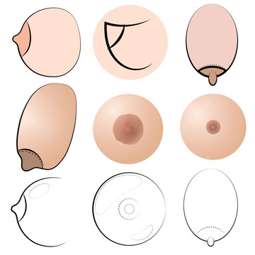 Types of women's Breasts. Women's Breast Icon, Breast Icon Vector