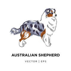 Tricolor Australian shepherd dog outline sketch. Hand drawn cute Sheltie illustration, line art doodle.  