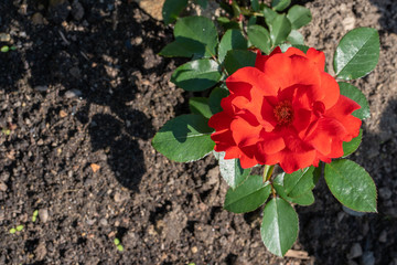 Natural background. Close up image of the red rose in the garden