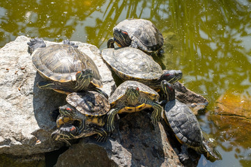 Natural background. Image of the turtles basking on the stone in the pond
