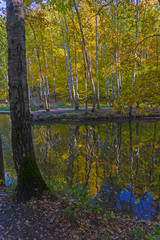 Reflection of coastal trees in the water surface.