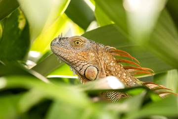 Green iguana