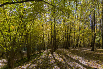 Obraz premium Footpath in the forest park.