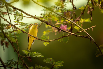 Yellow warbler
