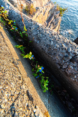 海岸のコンクリートの隙間で咲いている花