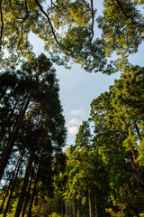 和歌山の神社の木々と青空
