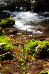 渓流沿いに咲いていた薄紫の花