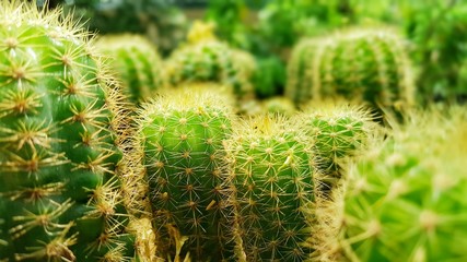 close up of a cactus