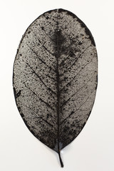 Close up of a large leaf showing veins on the leaf in black and white ink.