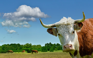  Cow head. Farm animal portrait