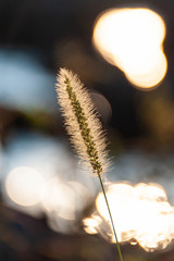 朝日の煌きに包まれたふさふさした草