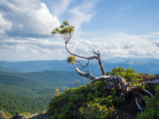 A branch of Siberian cedar on top of a mountain in a natural park Ergaki. Siberian Mountains Western Sayan
